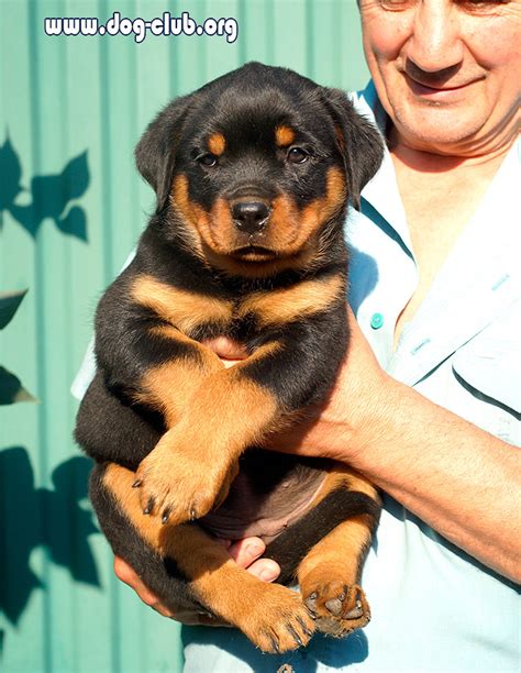 Процесс составления родословной для щенка ротвейлера