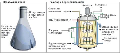 Процесс ферментации и выдержки