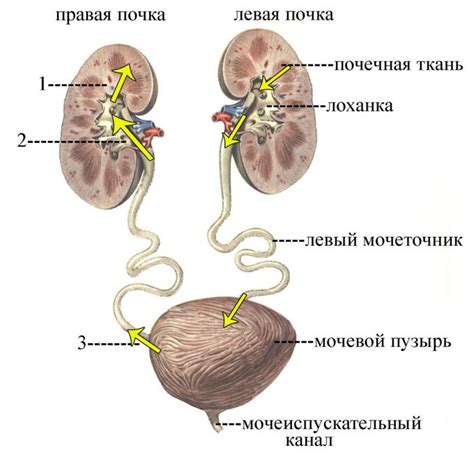 Проявления в мочевой системе