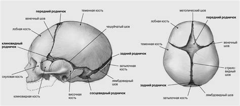 Проявления мягких костей черепа у новорожденных