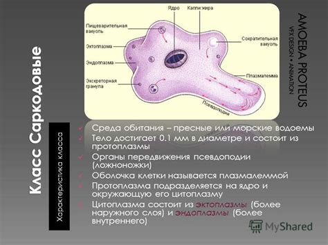 Псевдоподии: главное оружие движения