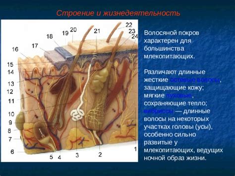 Психосоматика и волосяной покров