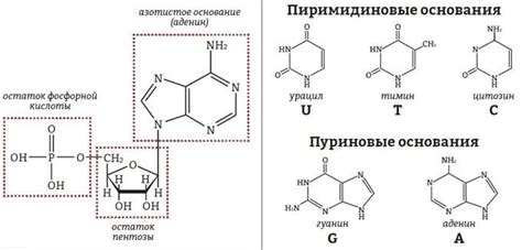 Пуриновые основания и здоровье