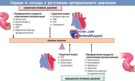 Пустырник: его роль в регуляции давления