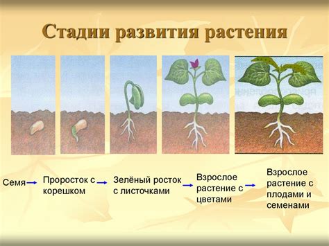 Путь растений от семени до цветка