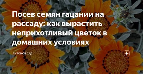 Пух на семенах гацании: проблема, решение, практический опыт