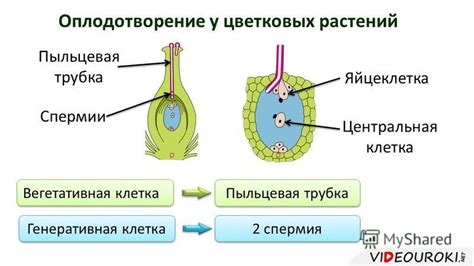 Пыльцевая трубка и половое слияние