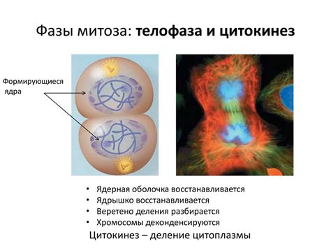 Пятый этап митоза: цитокинез