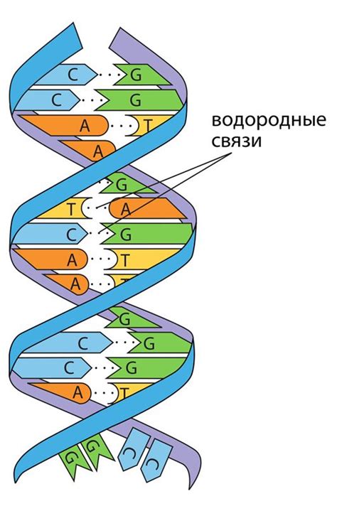 РНК и ДНК: основные носители генетической информации