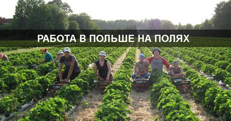 Работа в полях в продажах: преимущества и трудности