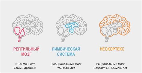 Работа мозга во время сновидений и ее связь с эмоциональной сферой