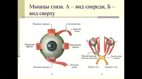 Работа мышц глаза