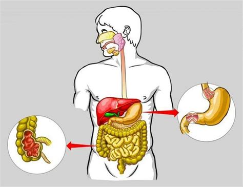 Работа пищеварительной системы