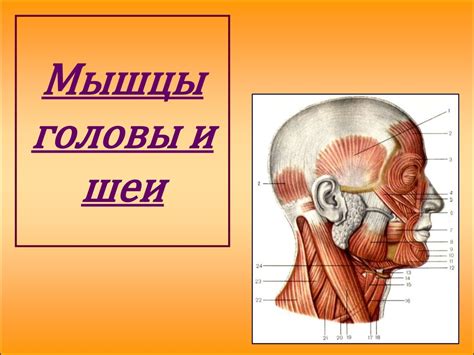 Работа с деталями головы и шеи