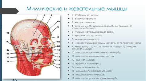 Работа с деталями лица и мимикой