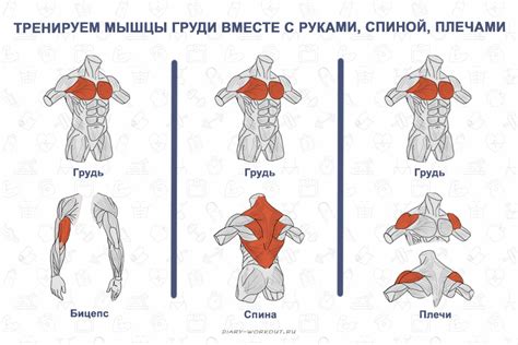 Развивайте грудные мышцы с упражнениями