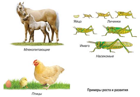 Развитие и распространение живых организмов