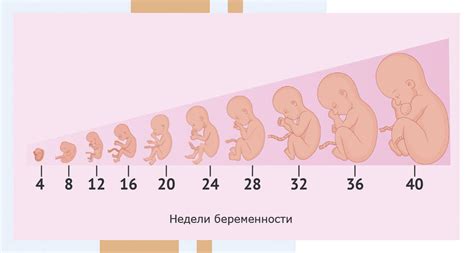 Развитие и состояние плода на 35 неделе беременности