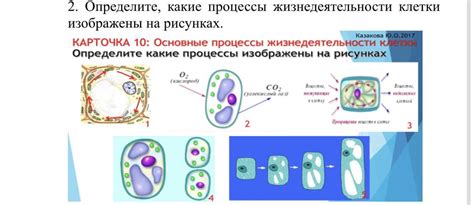 Развитие и увеличение количества клеток