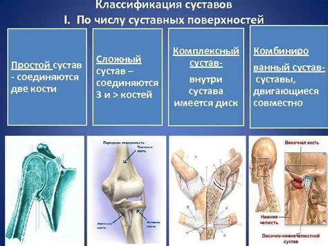 Развитие мышц и суставов