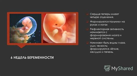 Развитие органов и систем в 23 неделю беременности