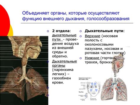 Развитие патологий дыхательной системы