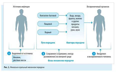 Развитие пищевого отравления