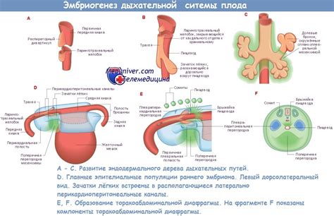 Развитие системы дыхания у плода