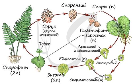 Развитие сорусов папоротников