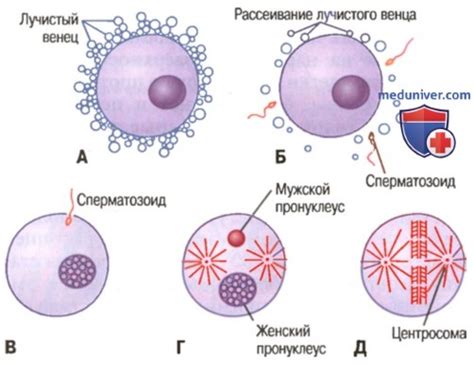 Развитие яйцеклетки