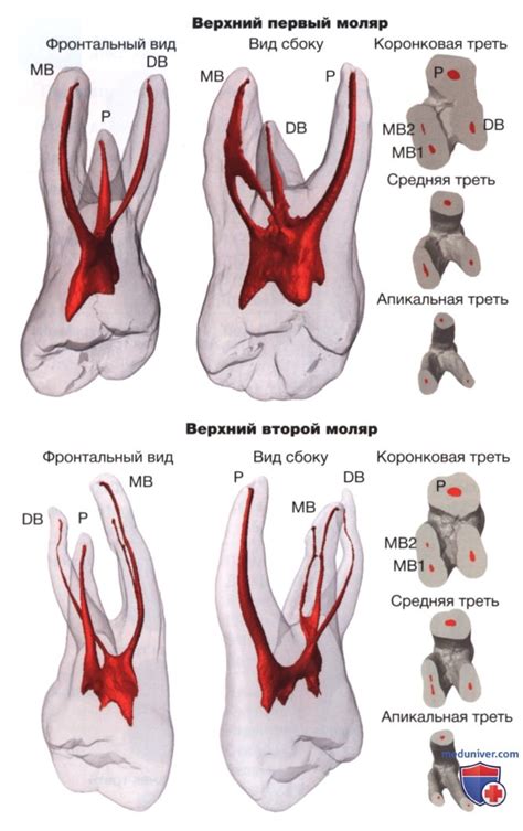 Разделение корневого кома