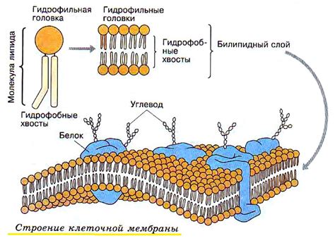 Разделите рисунок на клеточную сетку