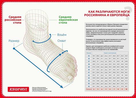 Раздел 1: Необходимость определения полноты ноги