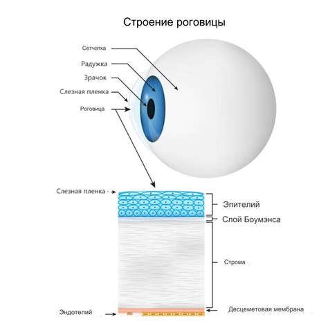 Раздел 1. Структура роговицы глаза