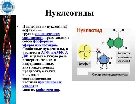 Раздел 2: Структура нуклеиновых кислот