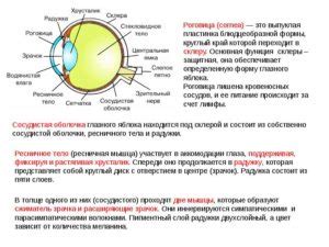 Раздел 2. Защитные функции роговицы глаза