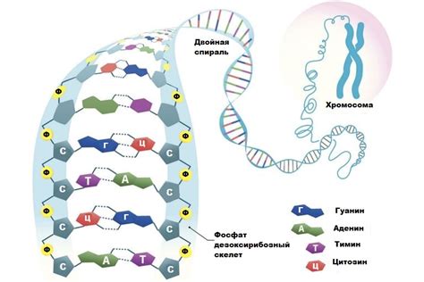 Раздел 3: Роль нуклеиновых кислот в организме