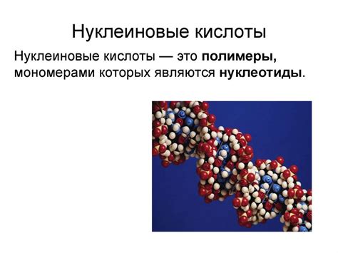 Раздел 4: Виды нуклеиновых кислот