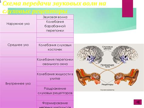 Раздел 4: Преобразование звука в нервные импульсы