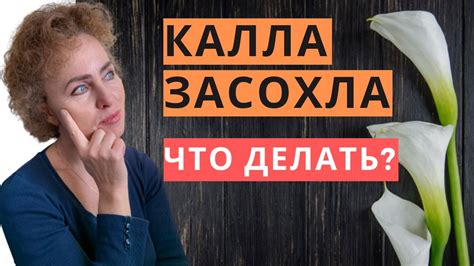 Раздел 6: Как провести период покоя для эхинации