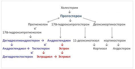 Различия в выработке и уровнях мужских гормонов