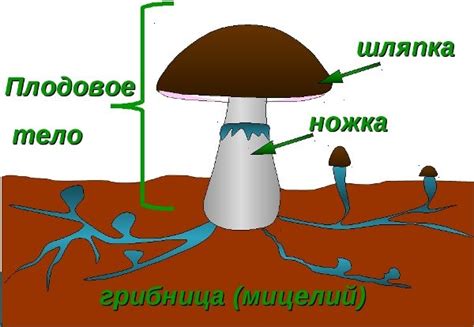 Различия в механизмах питания грибов и растений