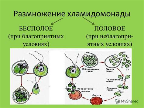 Различия в питании и размножении