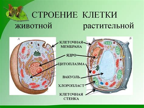 Различия в протекании митоза у растительных и животных клеток