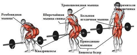 Различия в работе мышц при становой тяге и румынской тяге