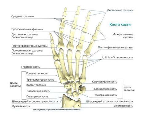 Различия в составе и форме костей пясти и плюсны