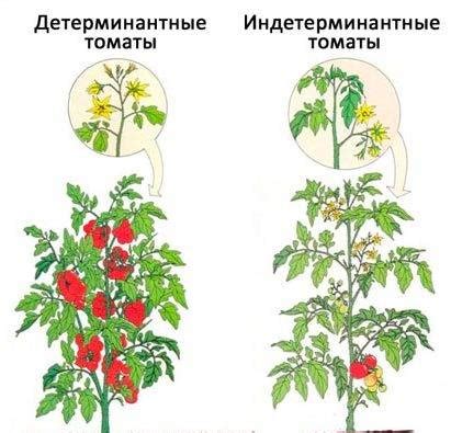 Различия между индетерминантными и детерминантными томатами