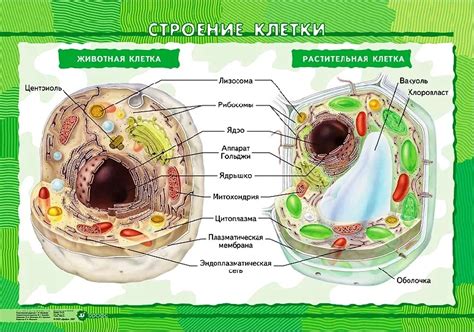 Различия между клетками растений и клетками животных