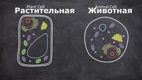 Различия между соматическими и герминативными клетками