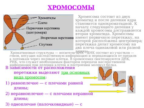 Различные механизмы расположения генов в хромосомах